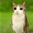 ͷ��