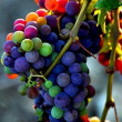 ͷ��