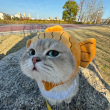 ͷ��