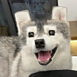 ͷ