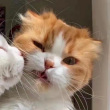 ͷ��