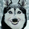 ͷ