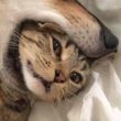 ͷ��