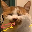 ͷ