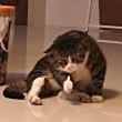 ͷ