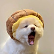 ͷ