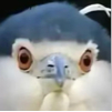 ͷ��