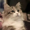 ͷ��