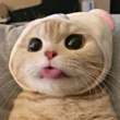 ͷ