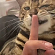 ͷ
