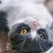 ͷ��