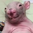 ͷ��