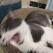 ͷ��