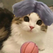 ͷ