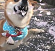 ͷ