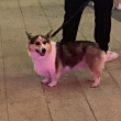 ͷ
