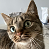 ͷ