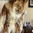 ͷ��