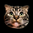 ͷ