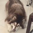 ͷ��