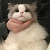 ͷ