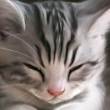 ͷ