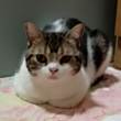 ͷ