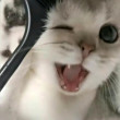 ͷ