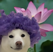 ͷ