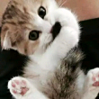 ͷ