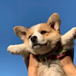 ͷ