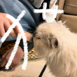 ͷ��