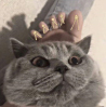 ͷ