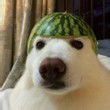 ͷ��