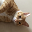 ͷ��