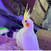 ͷ