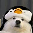 ͷ