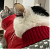 ͷ