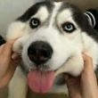ͷ