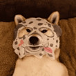 ͷ