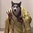 ͷ