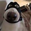 ͷ