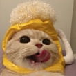 ͷ