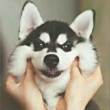 ͷ