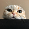 ͷ