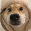 ͷ
