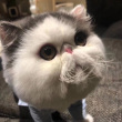 ͷ��