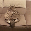 ͷ