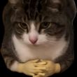 ͷ��