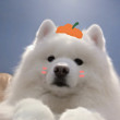 ͷ